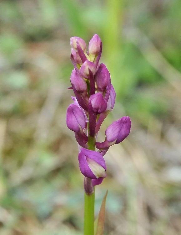 Orchidee del Casentino 2009